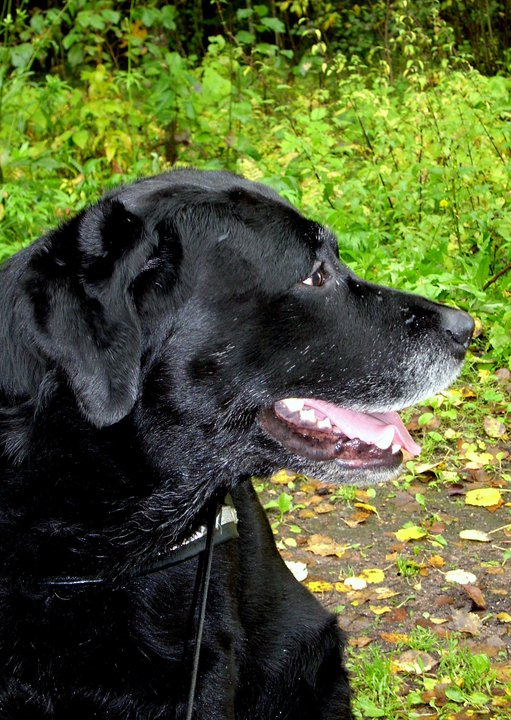 Labradorinnoutaja