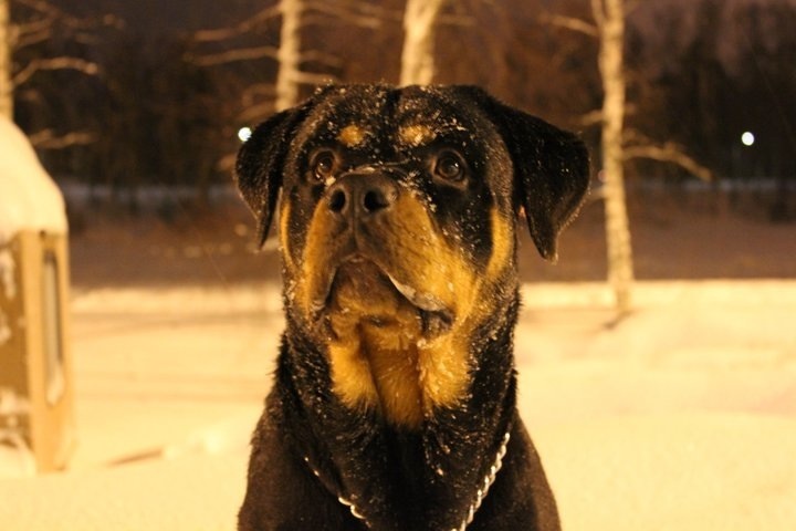 Rottweiler