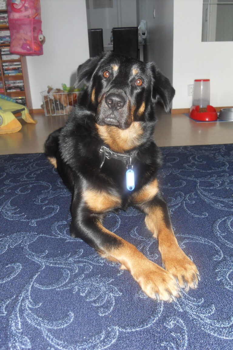Lyhytkarvainen collie