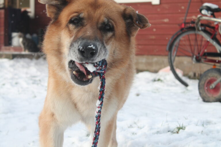 Karkeakarvainen kettuterrieri