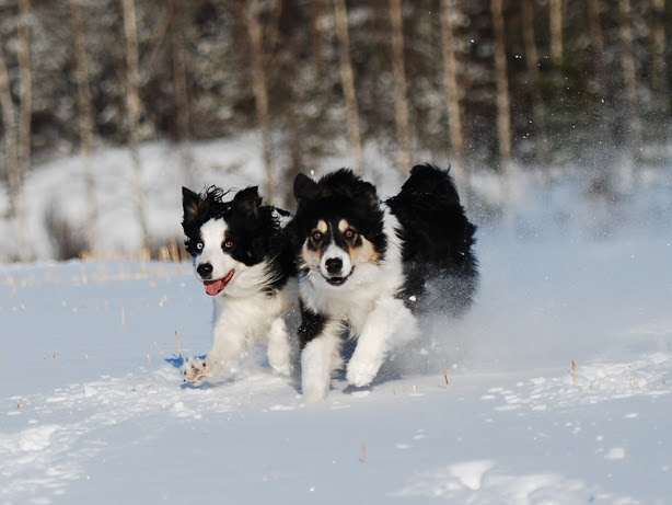 Bordercollie
