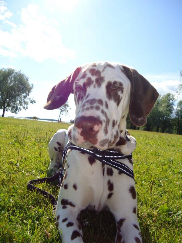 Dalmatiankoira
