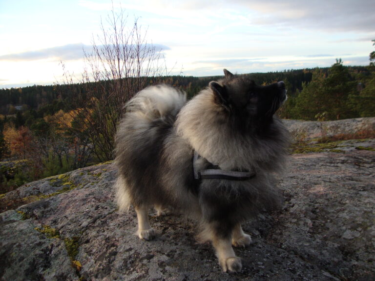 Keeshond