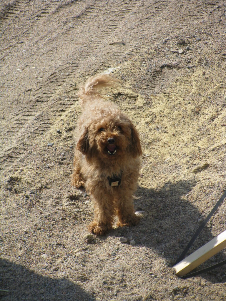 Labradorinnoutaja