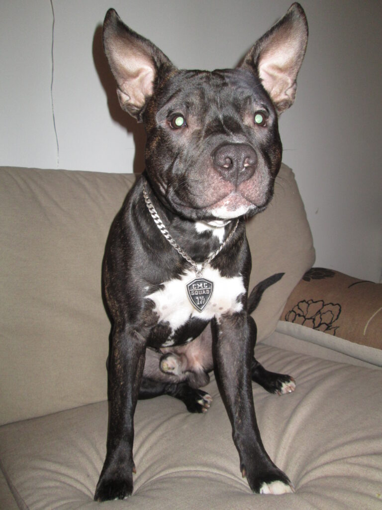 Labradorinnoutaja
