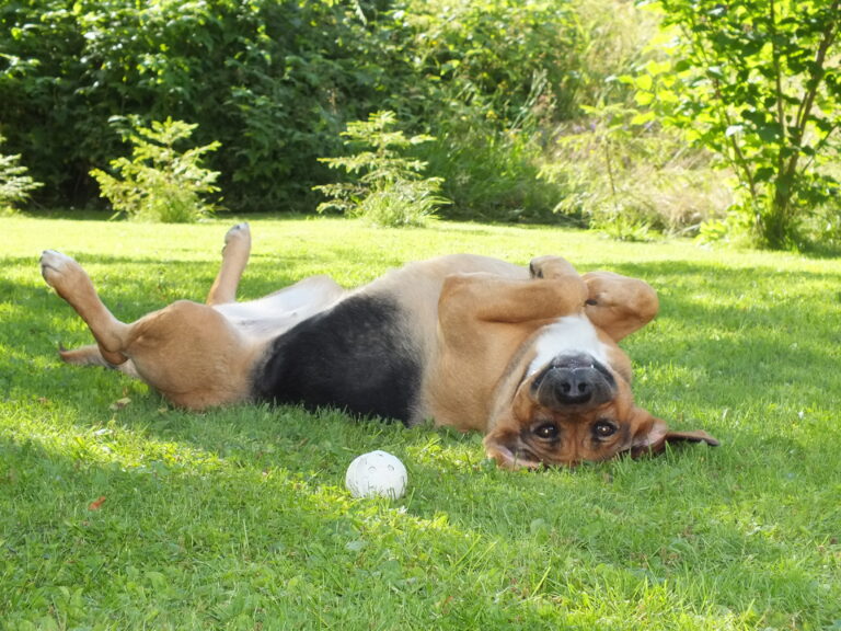 Australian Shepherd