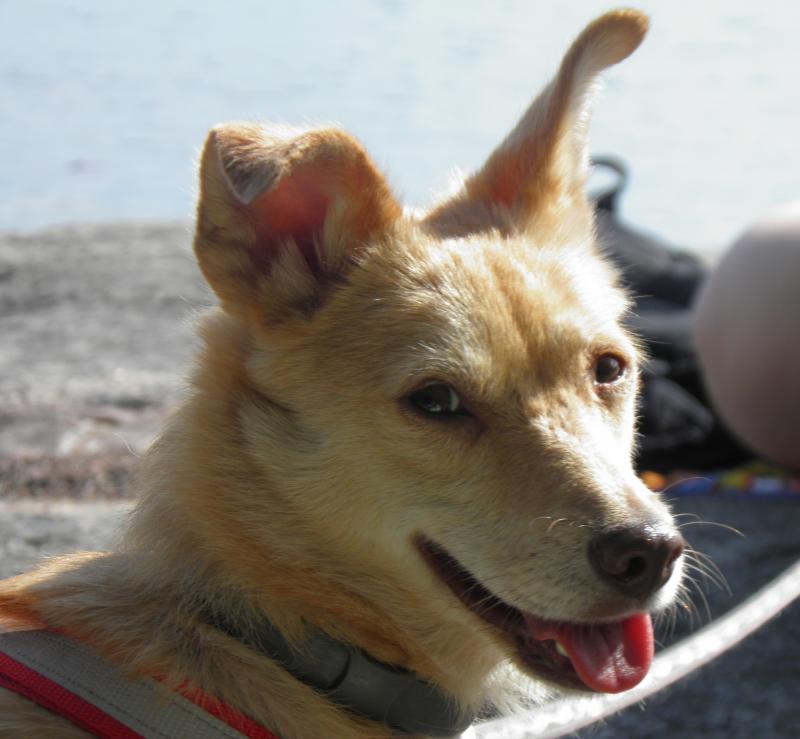 shiba