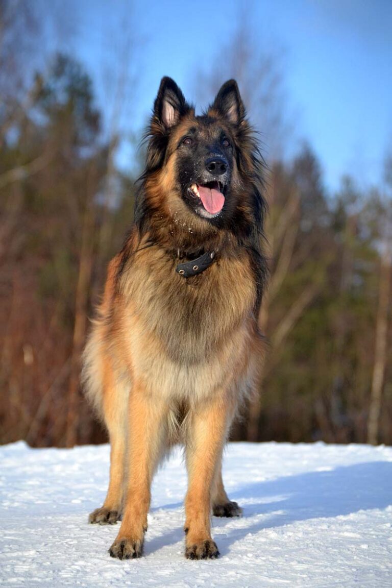 Koira