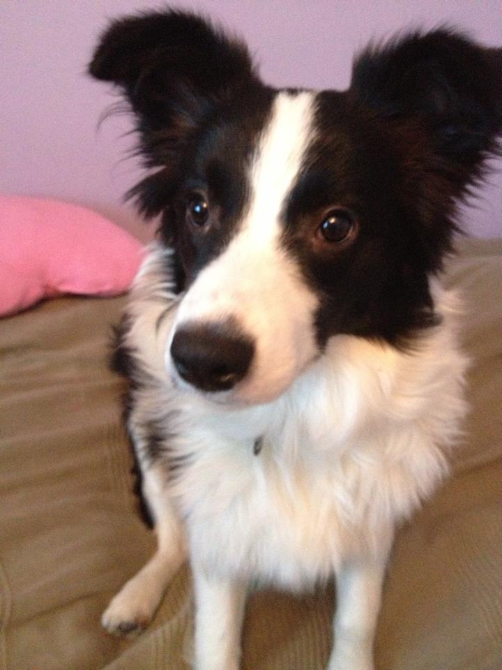 Bordercollie