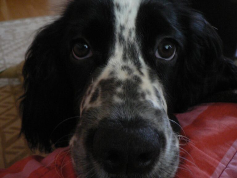 Englanninspringerspanieli