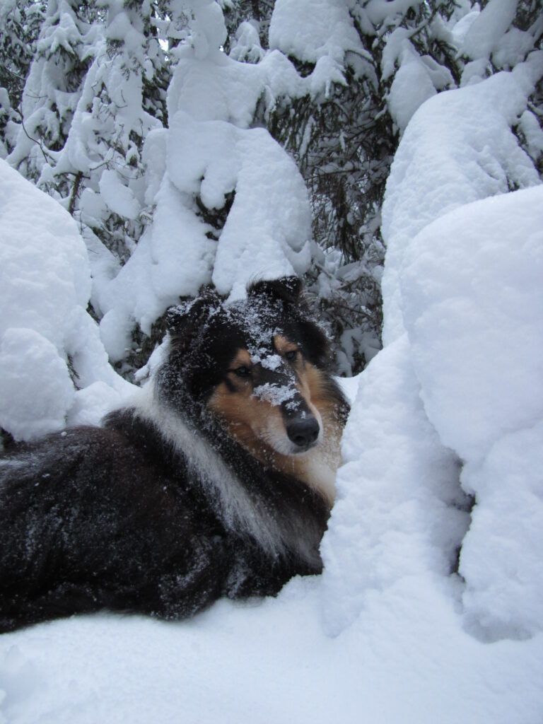 Sekarotuinen koira