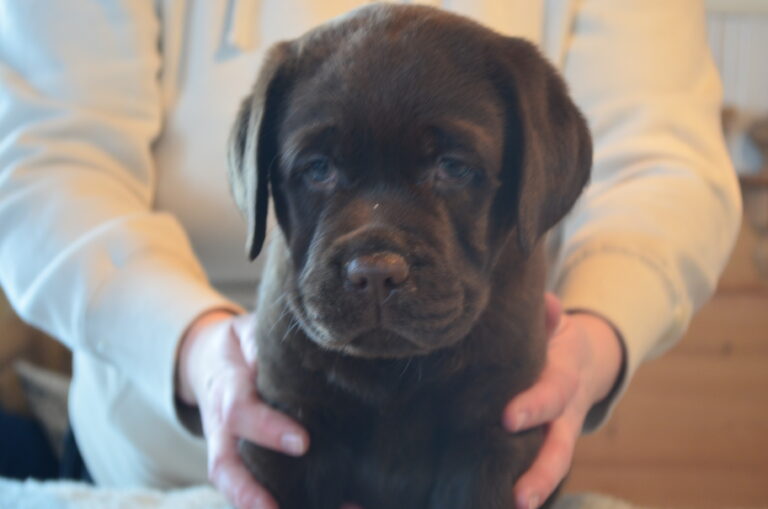 Labradorinnoutaja