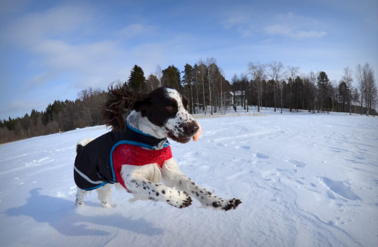 Englanninspringerspanieli