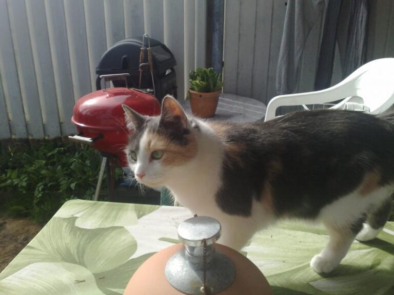 Kissa