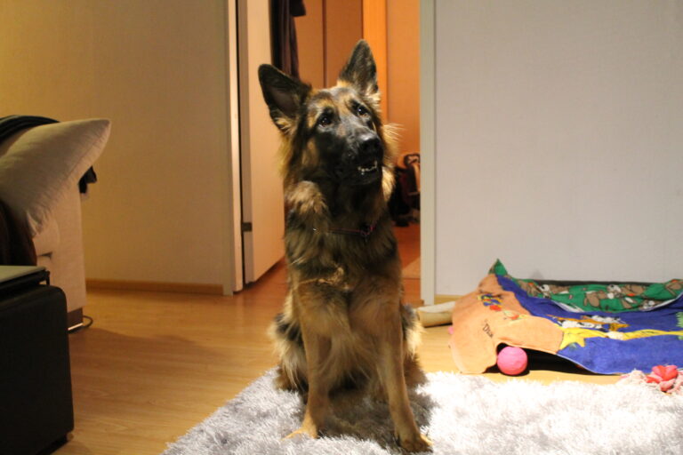 Koira