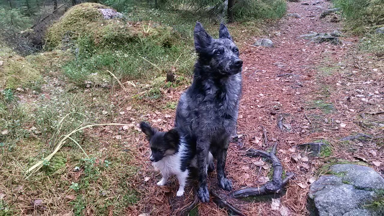 vekkuisla