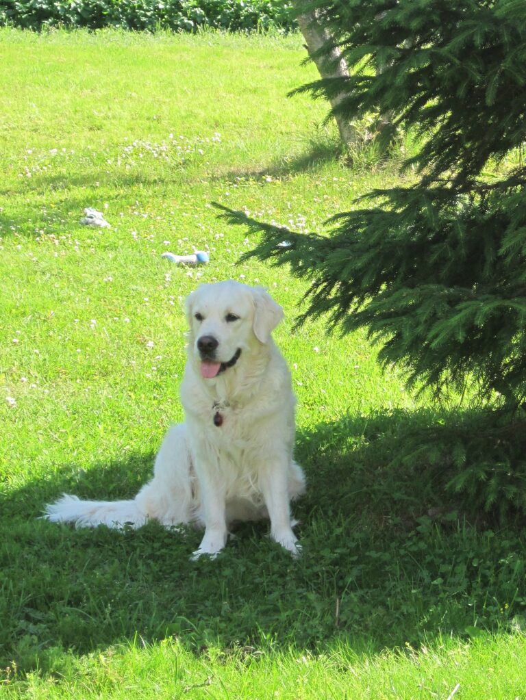 Coton de tulear