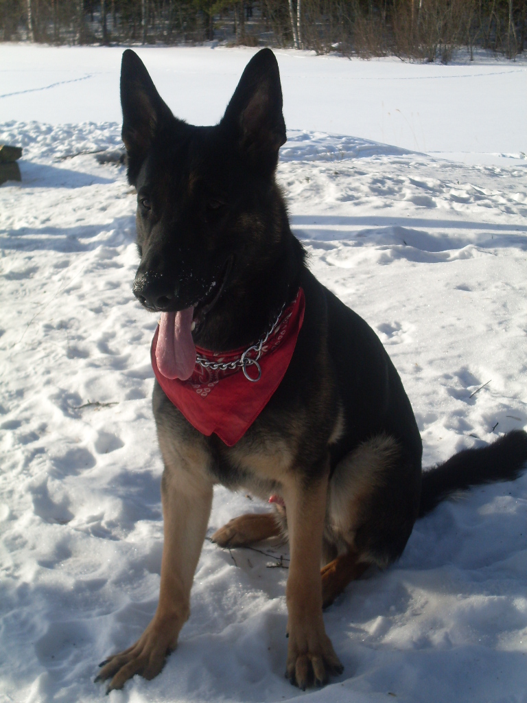 Koira