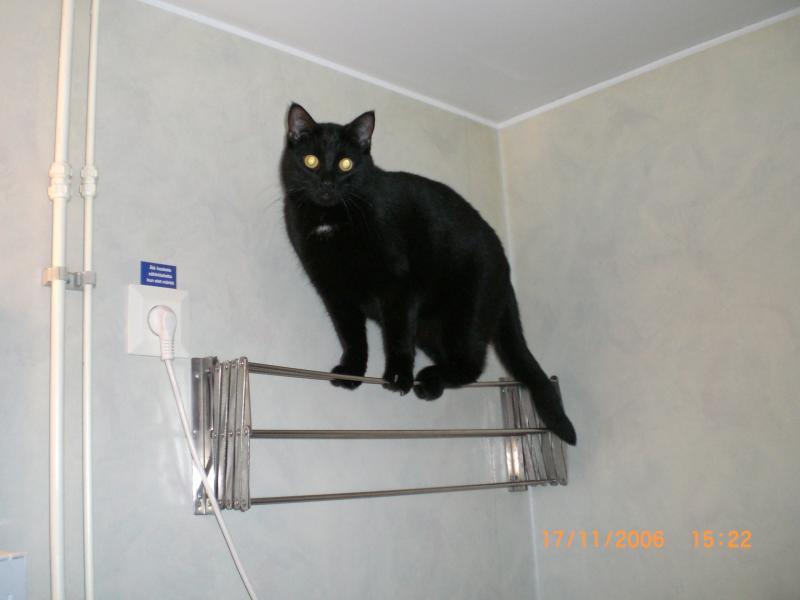 zorro