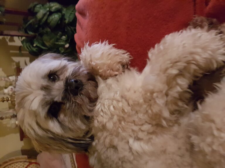 Lhasa apso Mozart