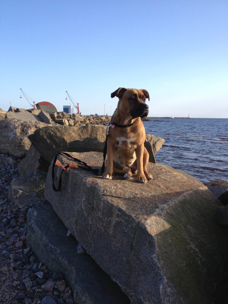 American staffordshire terrier Maria