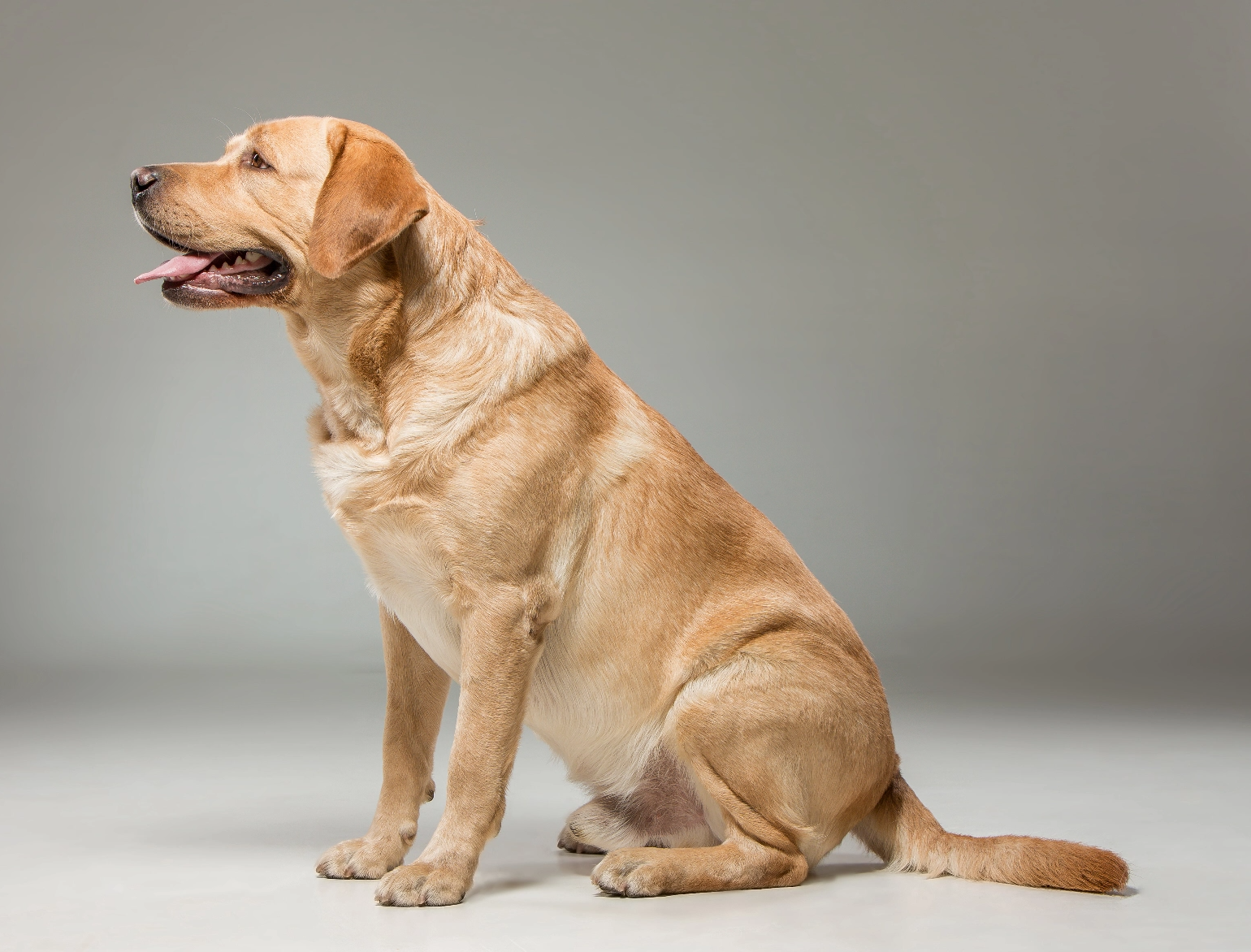 Labrador