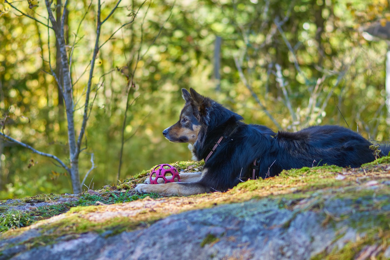 lapphund mush hundraser