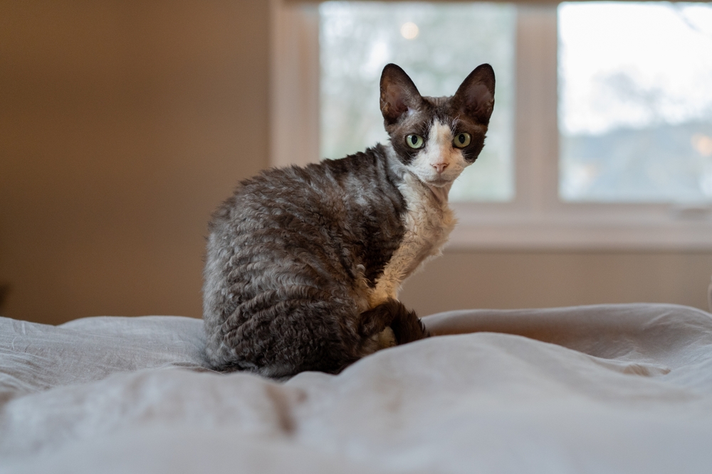 devon rex tumma