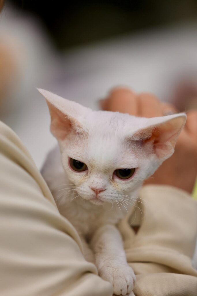 devon rex kissanpentu