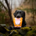 Svart labrador retriever som håller i MUSH treat påse