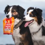 Två Australiensiskt vallhunda som håller i en MUSH nöt Trat påse