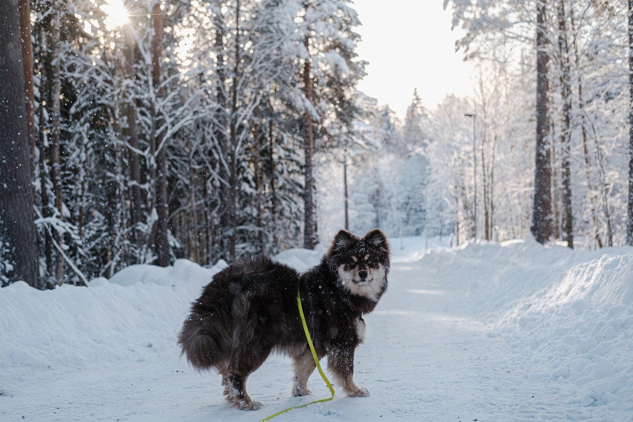 finsk lapphund