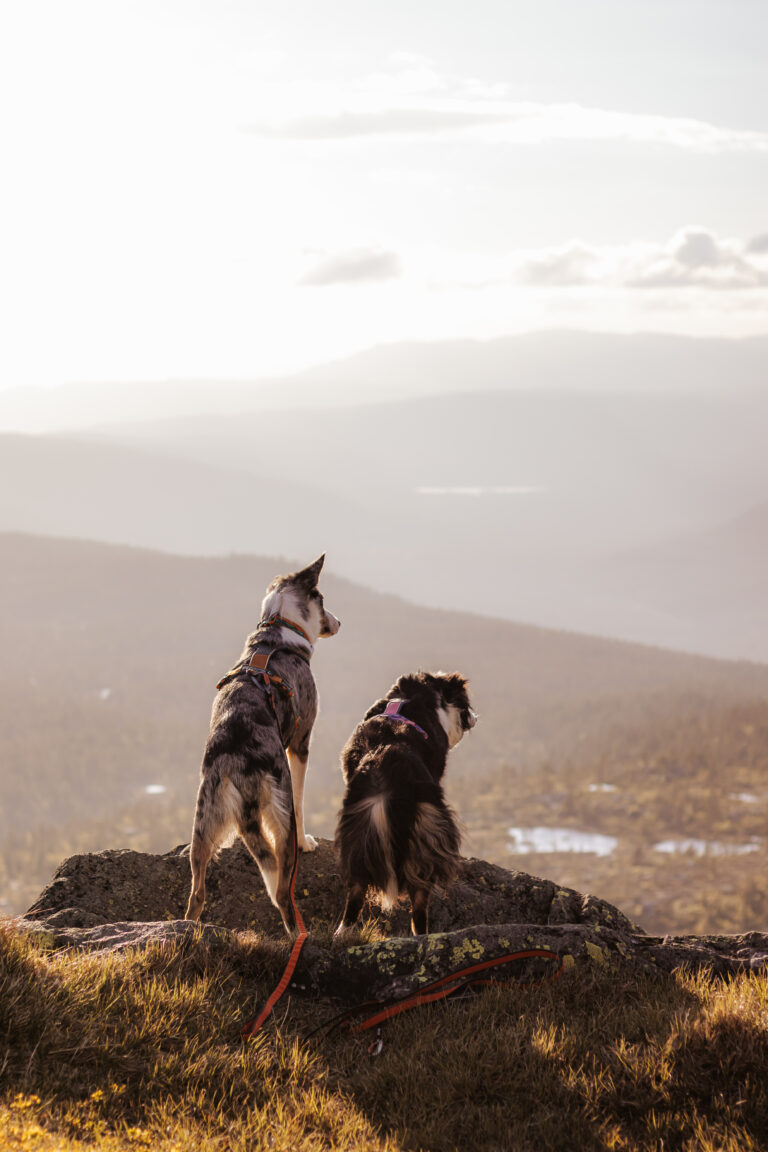 Ollie og Kaja