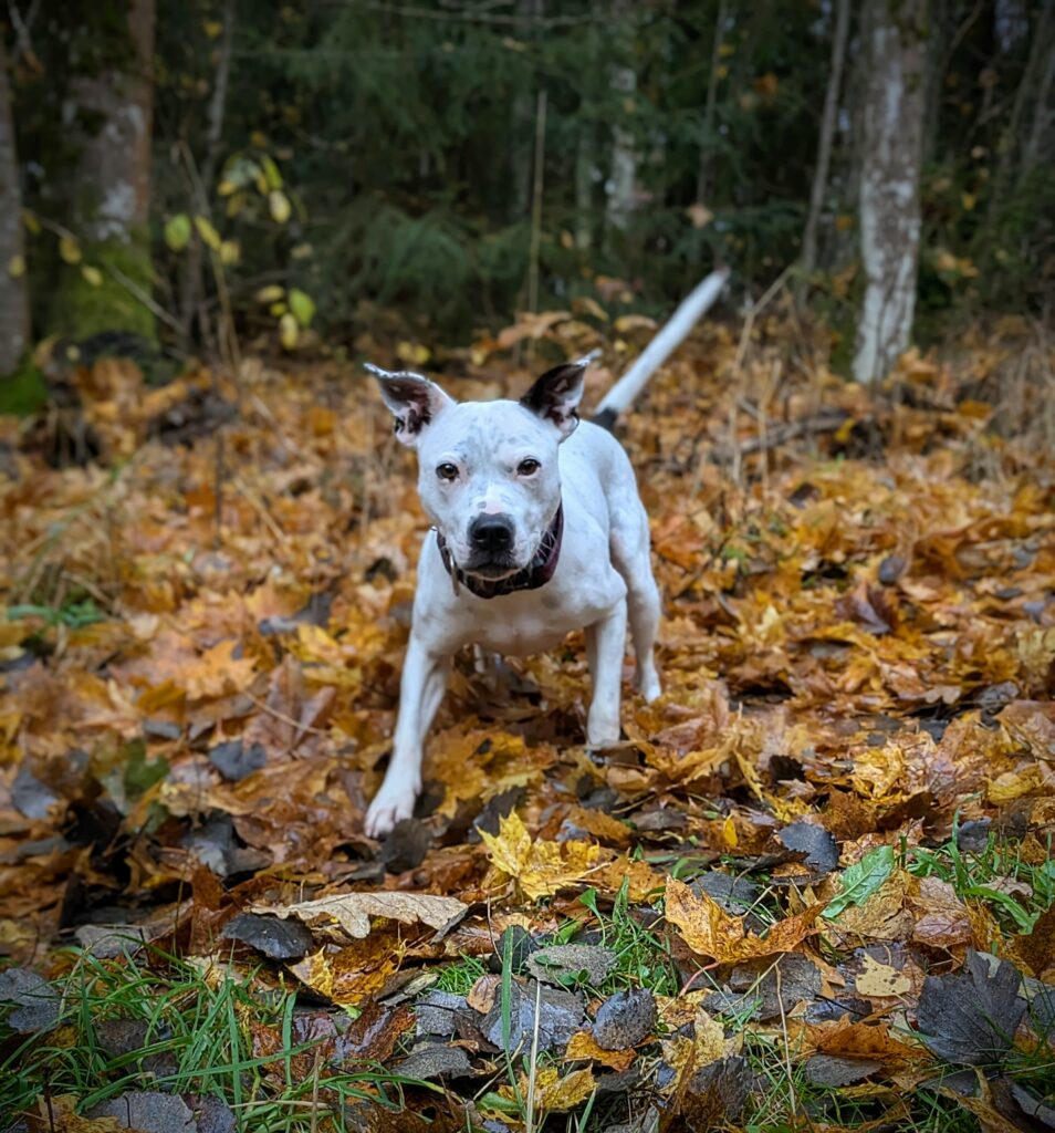 Lovis 6 1000037265 59d75a615ee08f261ab6603203450003