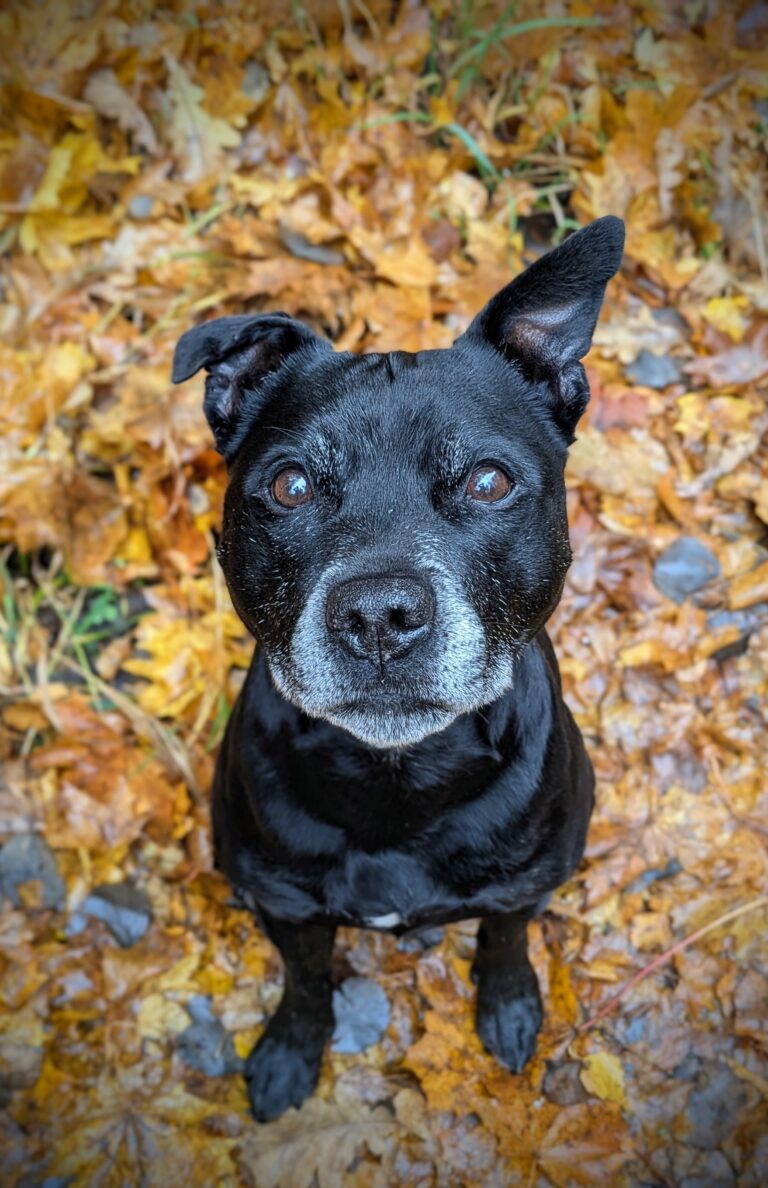 Dexter 1 Dexter