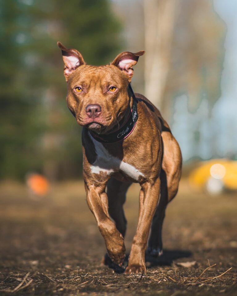 Frankie