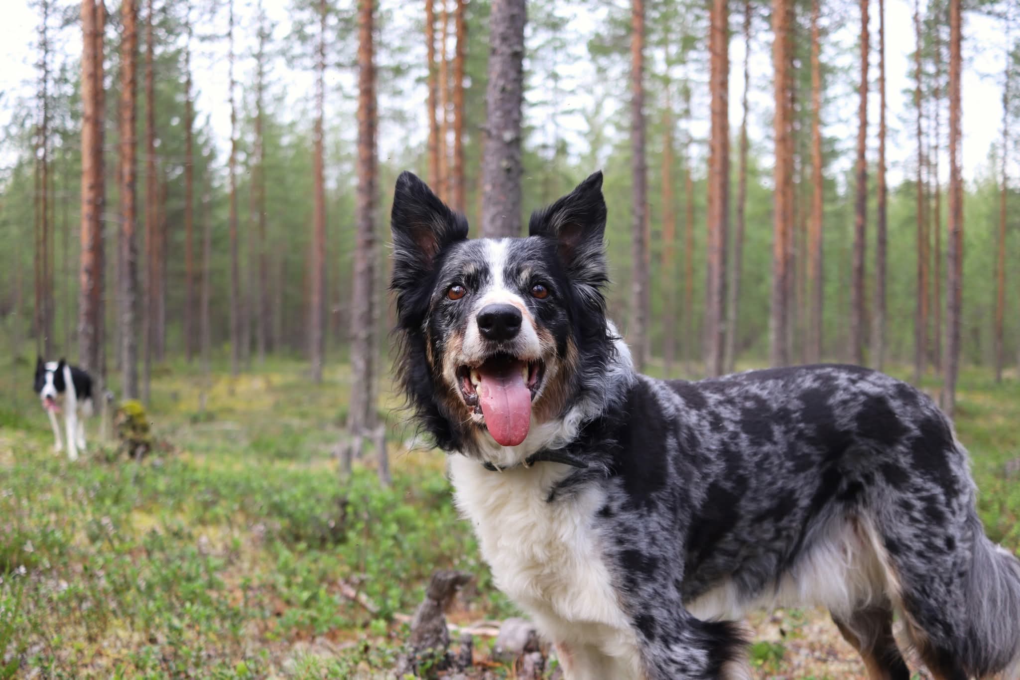 Jack 2 70758 54ace193a4ba71ece031efa13a43ed5d