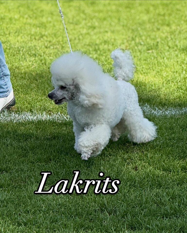 Perla, Elton, Smulan, Tjorven, Kakan, Lakrits