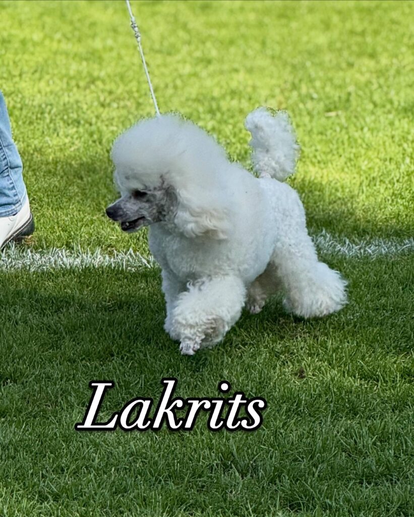 Perla, Elton, Smulan, Tjorven, Kakan, Lakrits 17 850D6566 4ABF 4C4A A619 11DA5771C2C4 4dd88c02008fb8c3fea722851bafbbf0