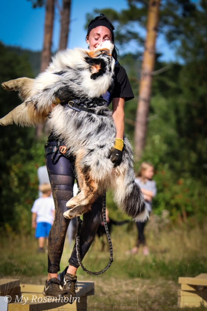 Dogathlon 87cf855c4b233b4c099dd980bb48d64f