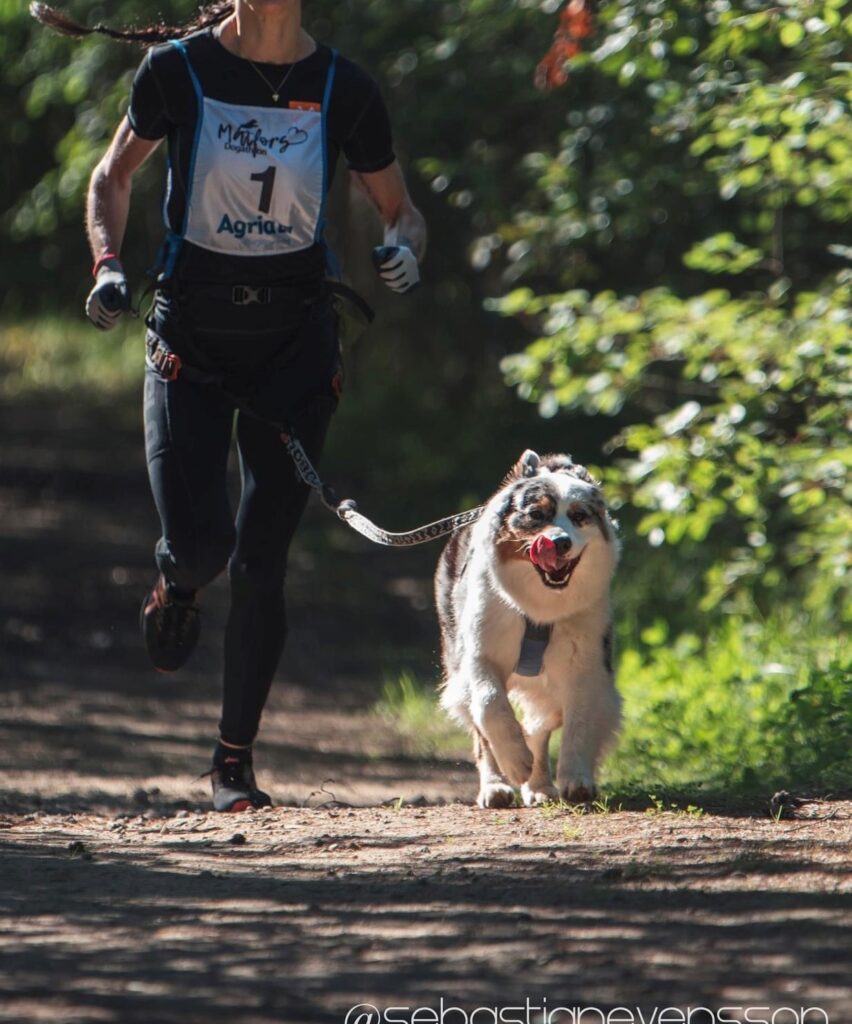 Holly Dogathlon 2 ea416e2b2671005e040d39ed3a30f80c