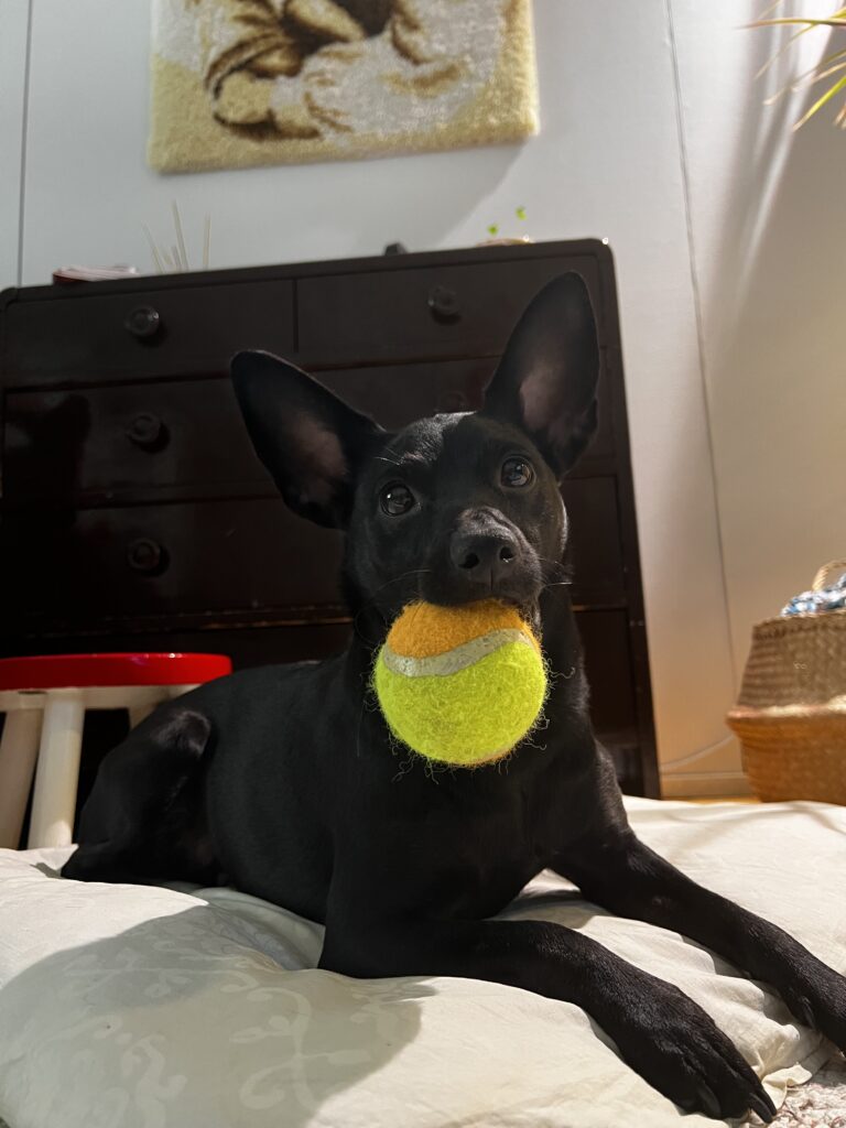 Bella
