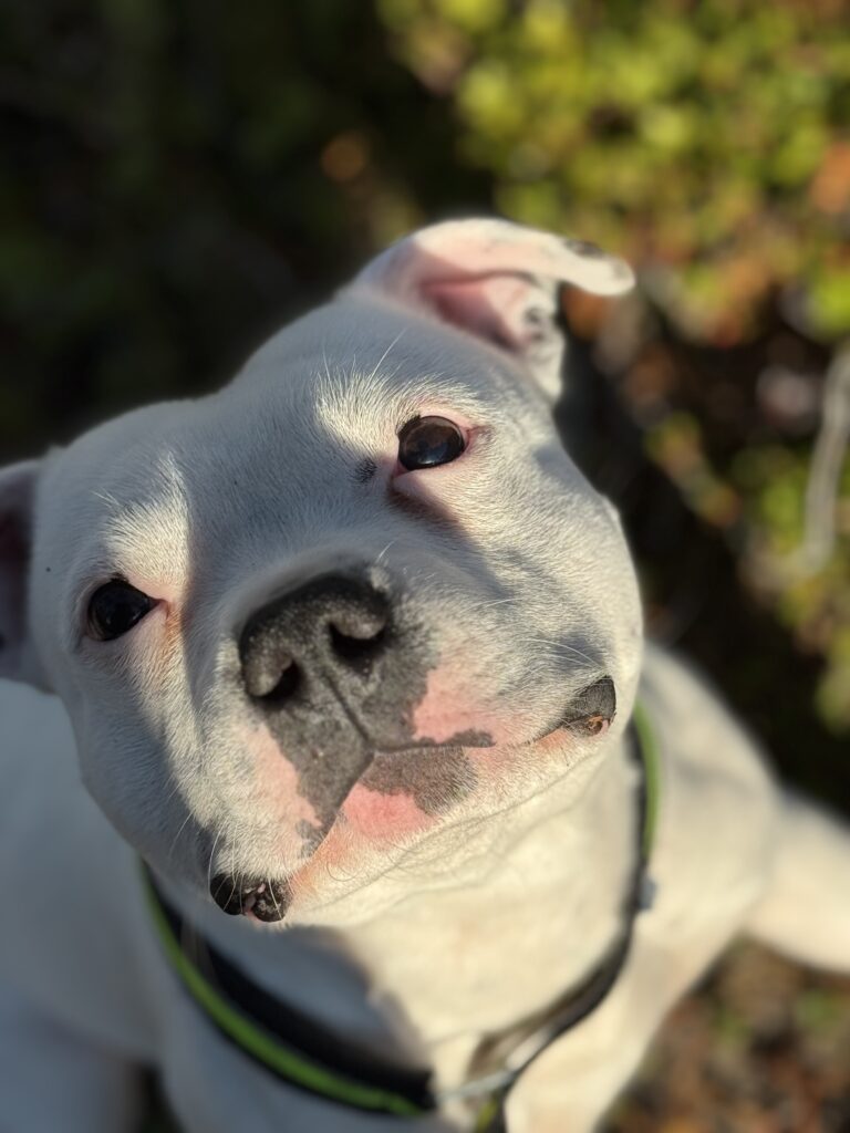 Gosse 1 IMG 1183 9b12857cb7cce7de4a370e4773585920