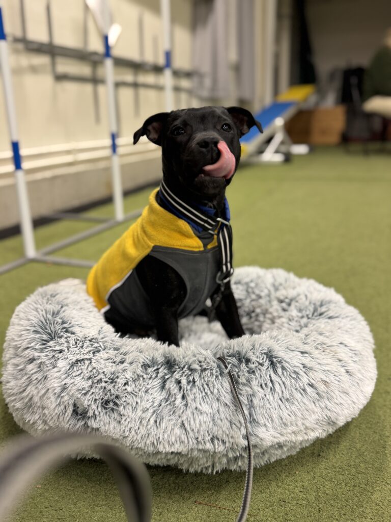 Storma 2 IMG 1232 899708a10eb80a1881cd8845bd1be081