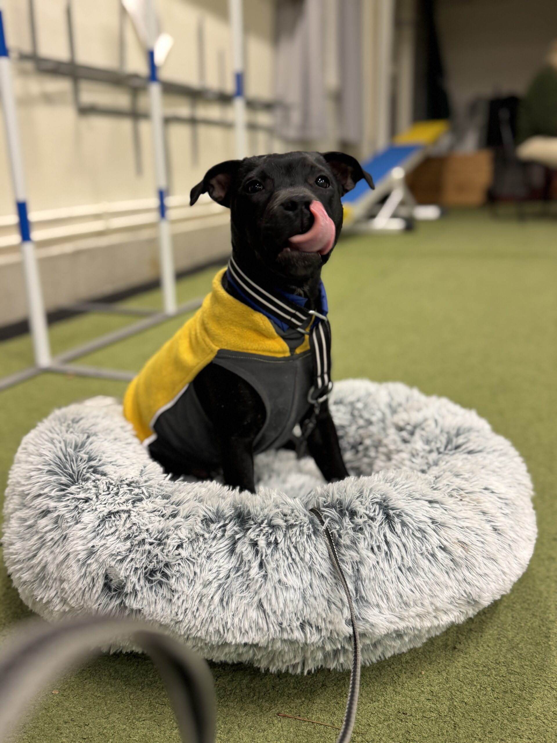 IMG 1232 899708a10eb80a1881cd8845bd1be081 scaled