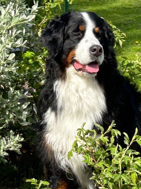 Dior 4 IMG 1881 75b69b48990cda4d2ab64489efac26dd