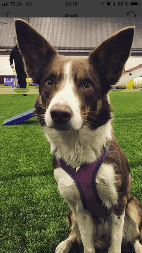 Whiskey 10 IMG 4618 2fdacdecceaf64e72192ee377caf875b