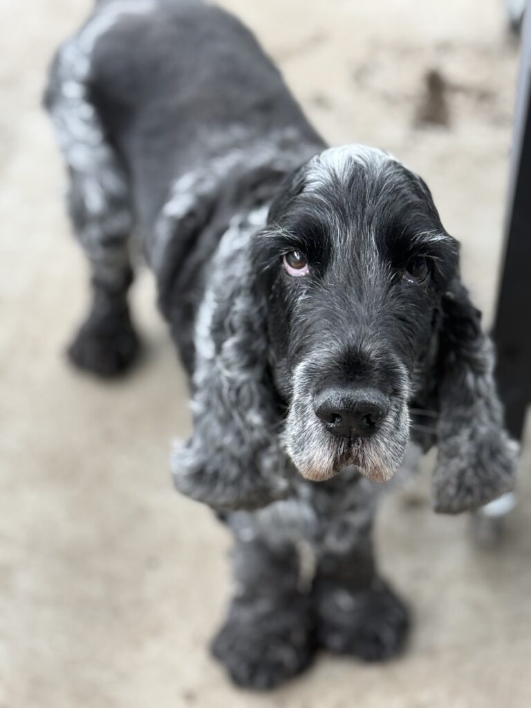 Colin