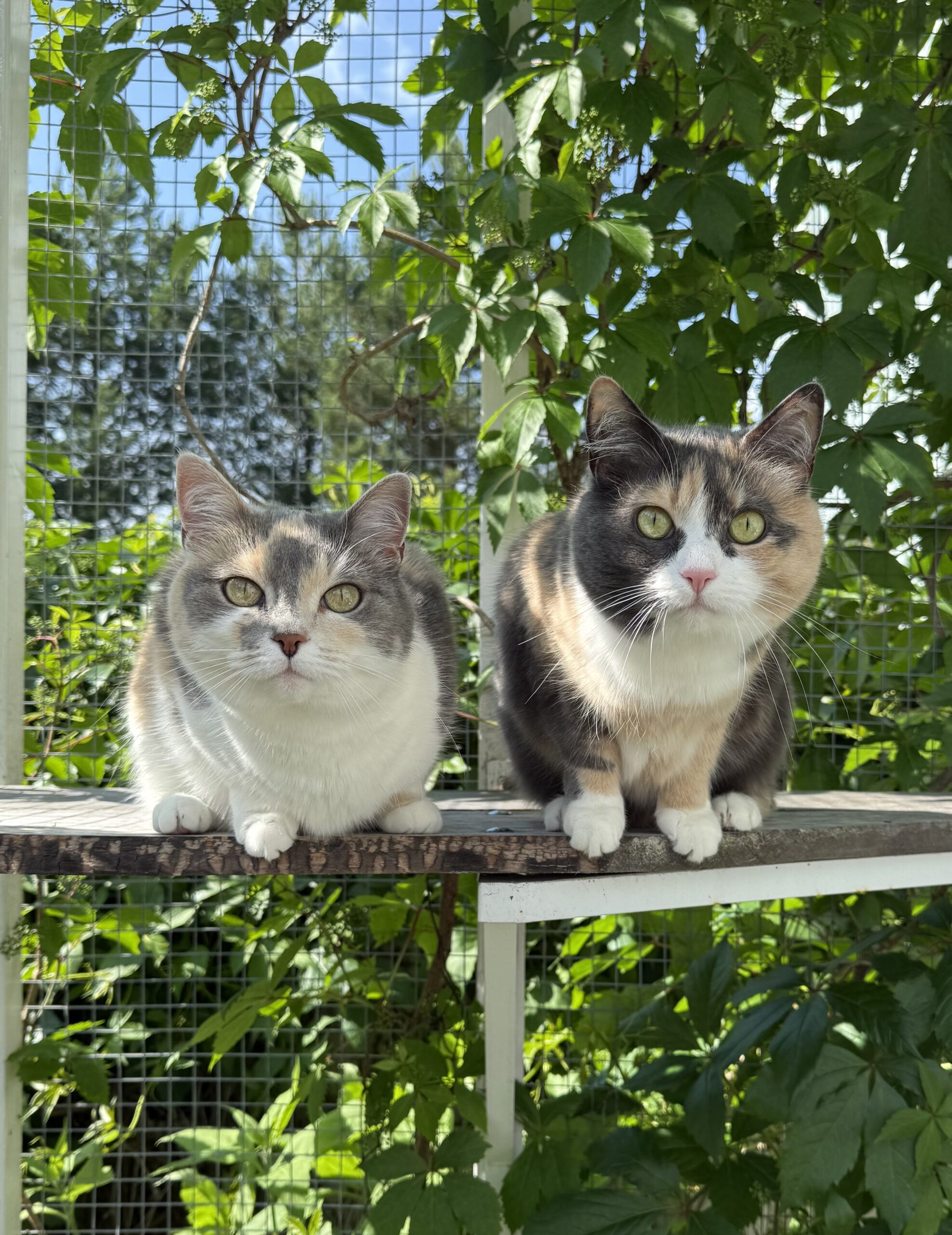 IMG 8375 4cd00d5d54323566cdf5b8695e35c9a9 scaled