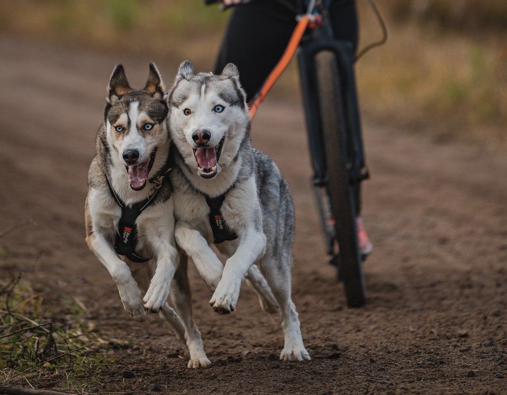 Brando ja Chanja 2 LA OHKOLA 1741 9c9499ec2d54f9082d2765919366246d